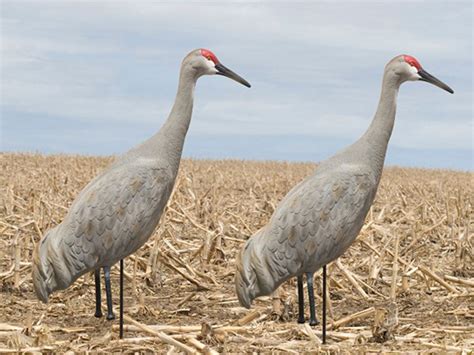 sx sandhill crane decoys.